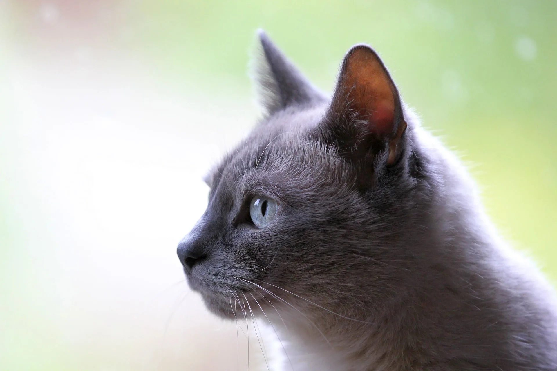 chat qui tousse remede naturel