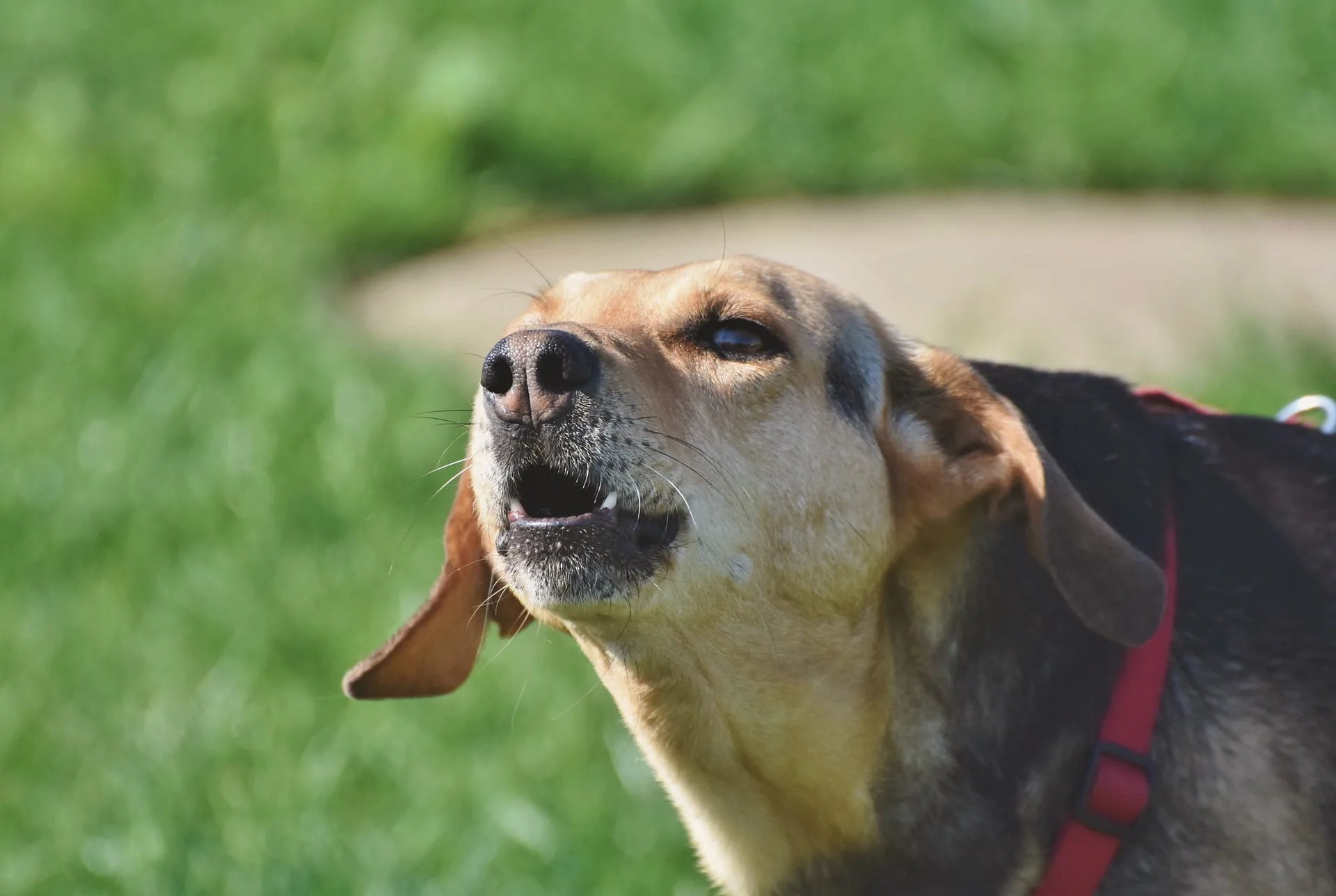 Pet Corrector