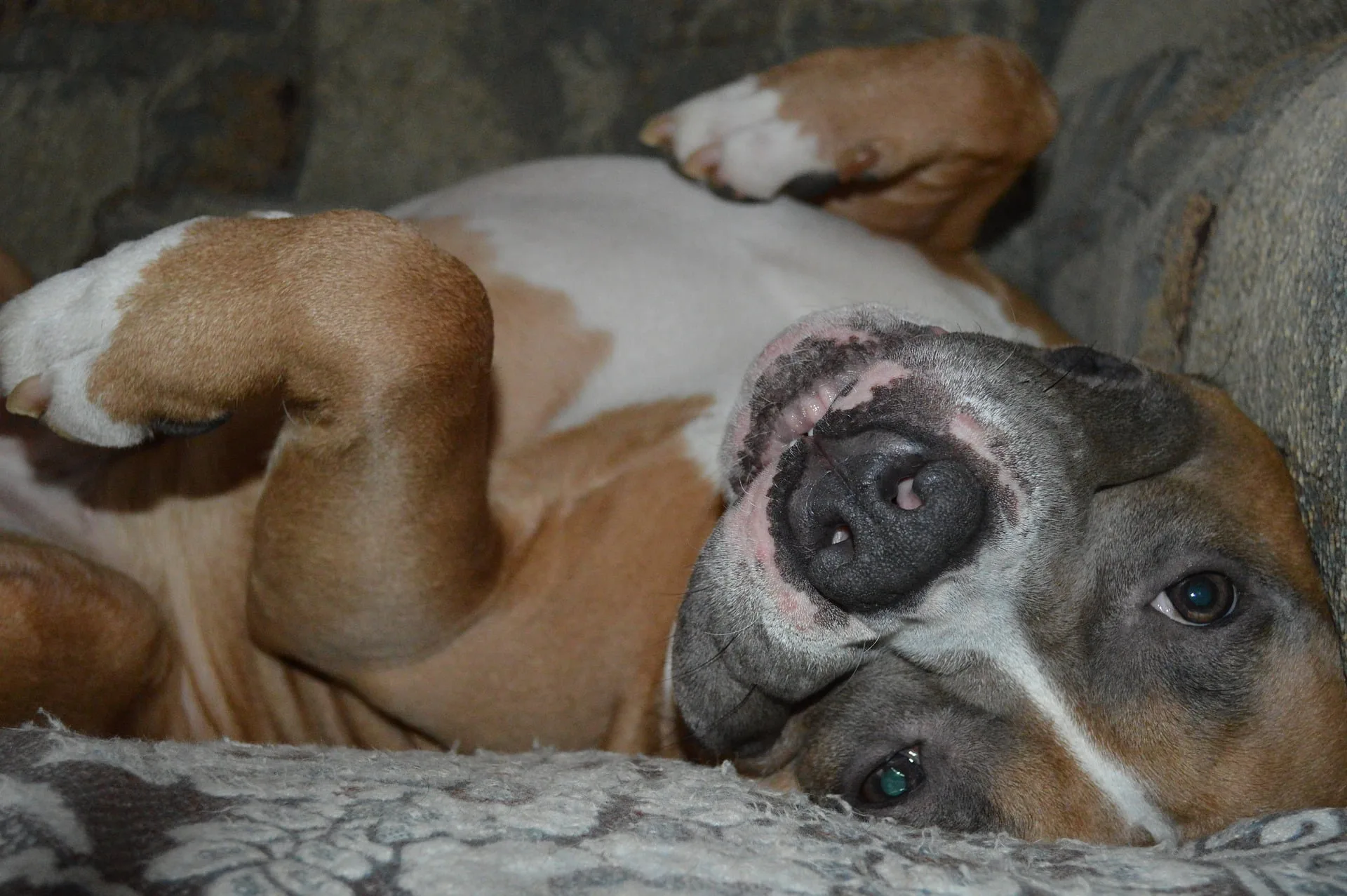 Staffie