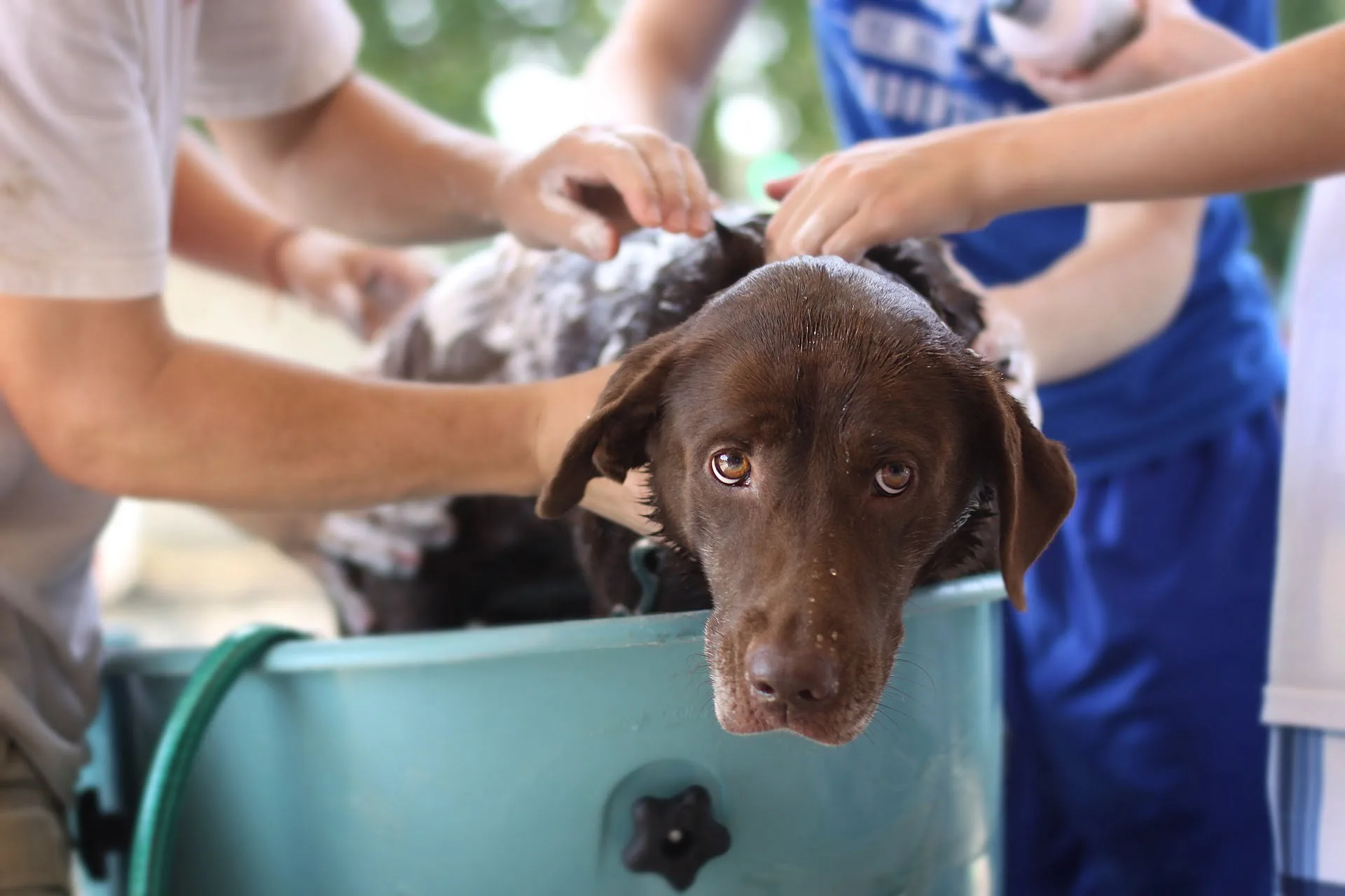 shampoing pour chien