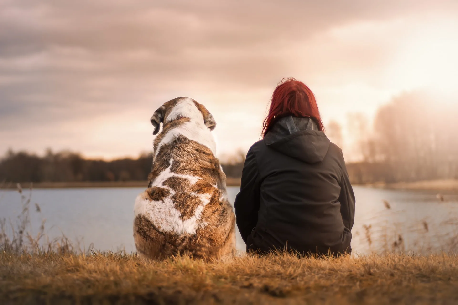 anxiété de séparation chez le chien