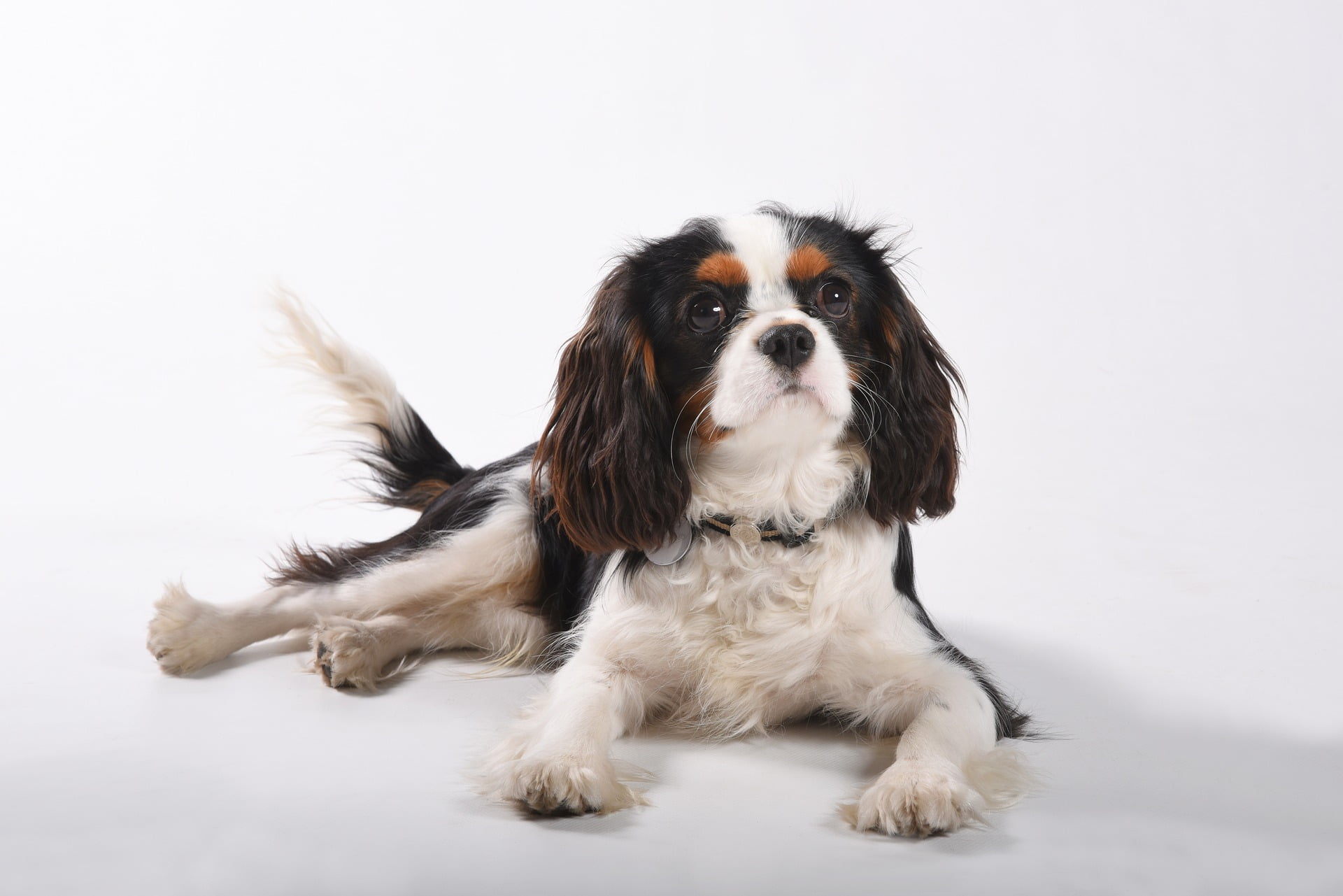cavalier king charles