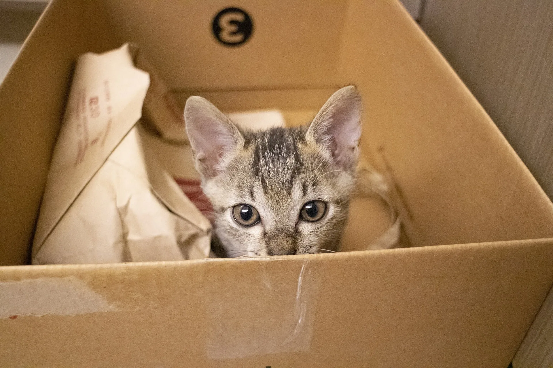 Pourquoi les chats aiment les cartons