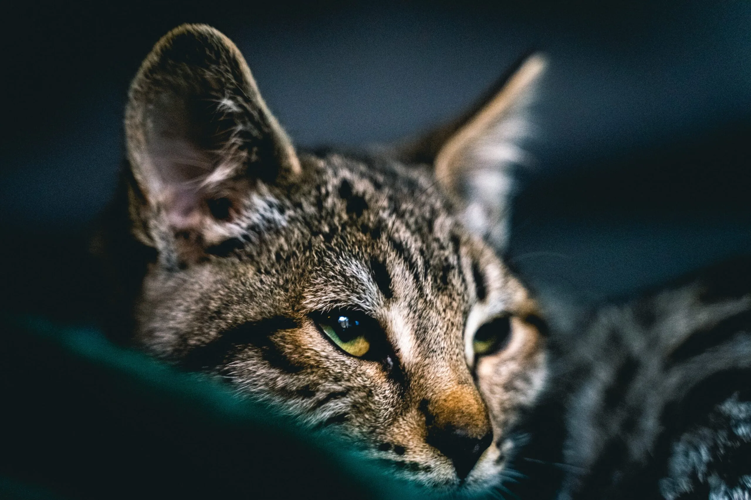 Savannah chat