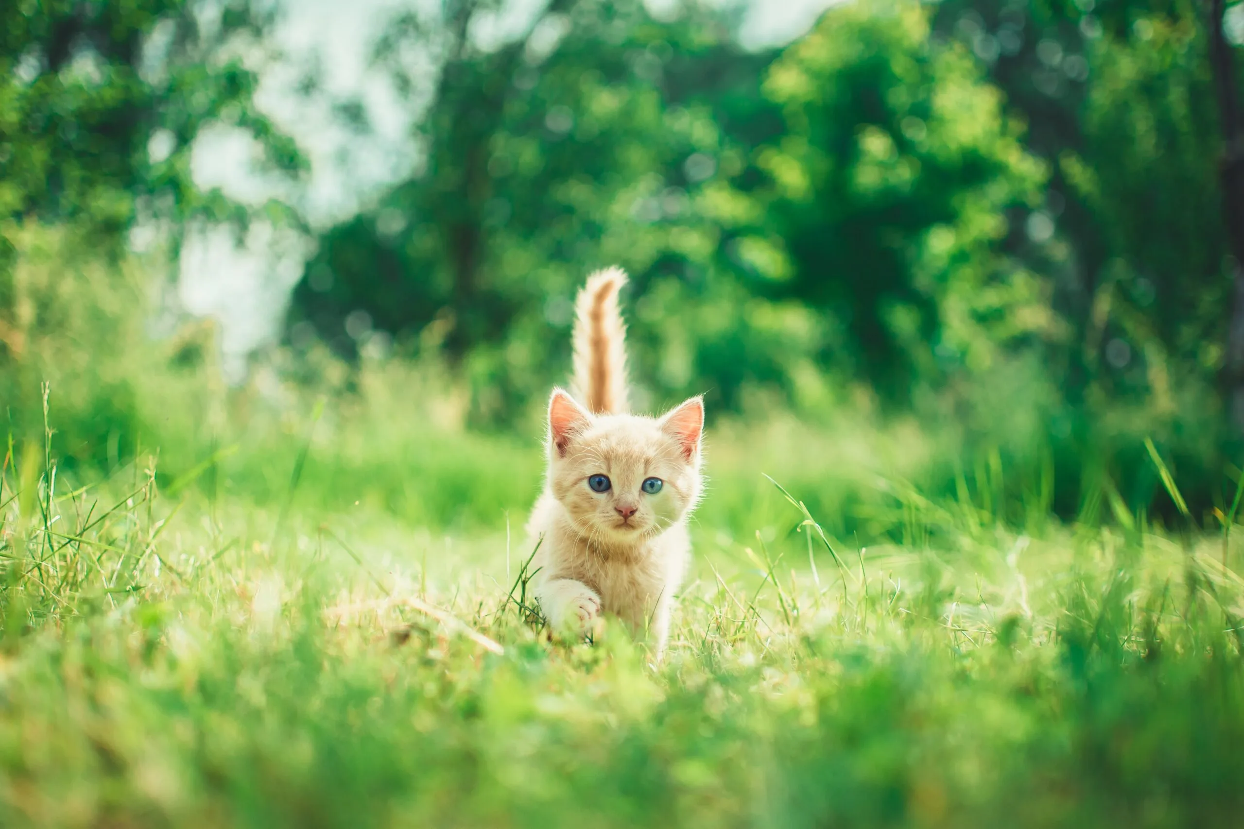 Comment attirer un chat dans sa litière ?