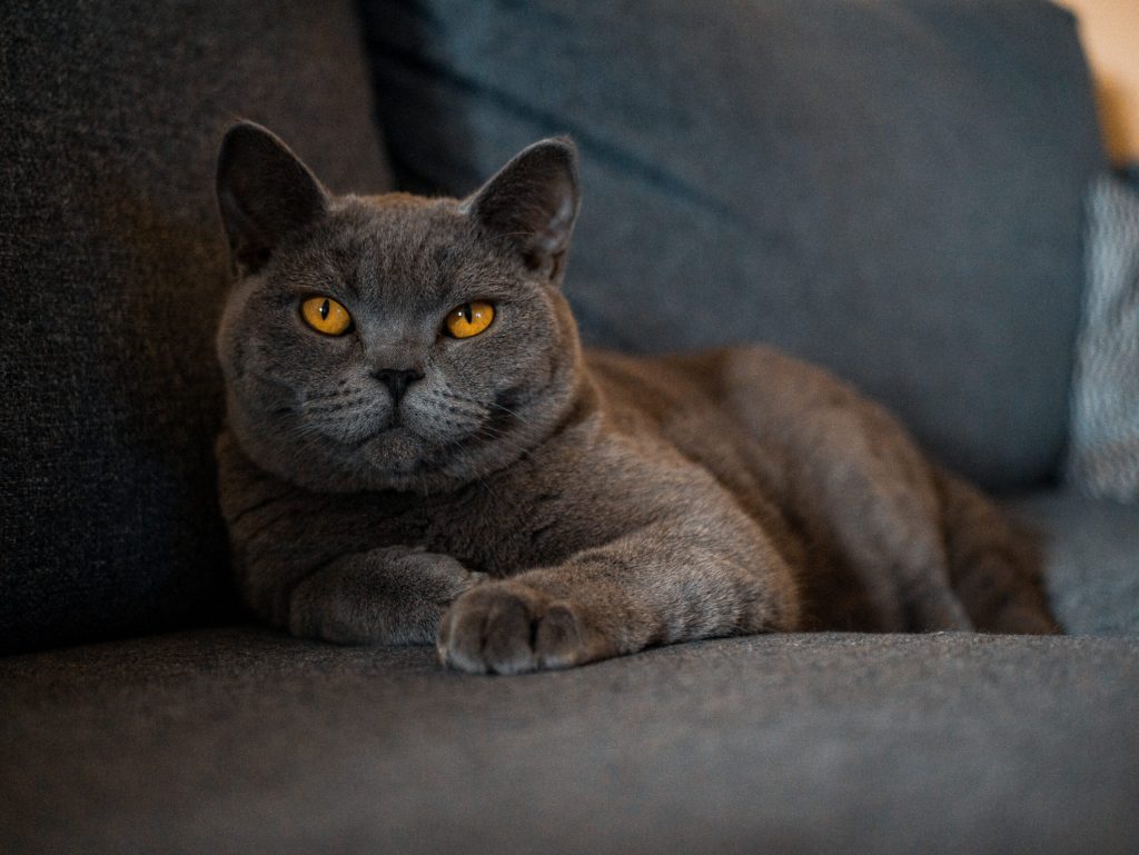 British Shorthair : la race de chat élégante et affectueuse