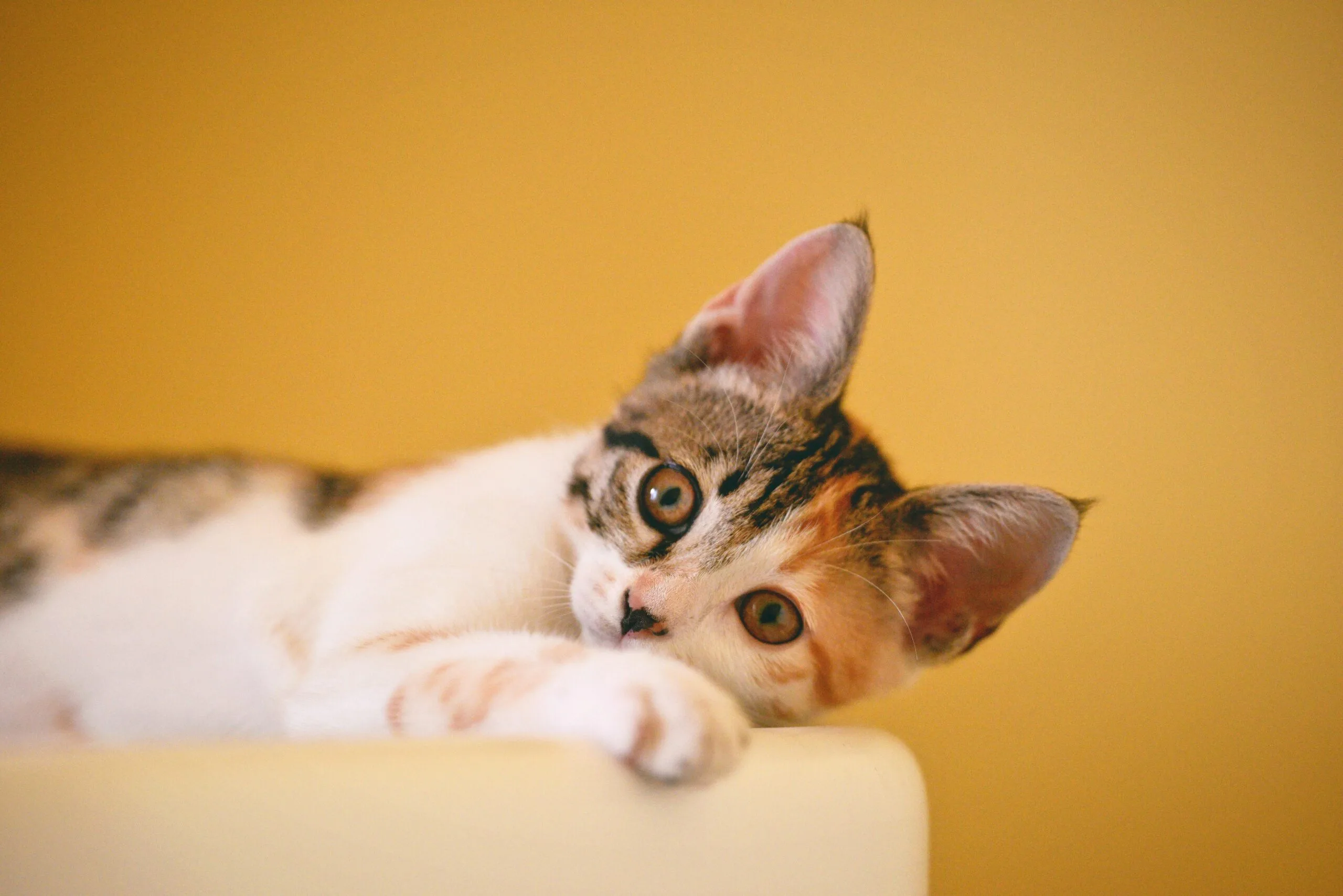 pourquoi les chats aiment la javel