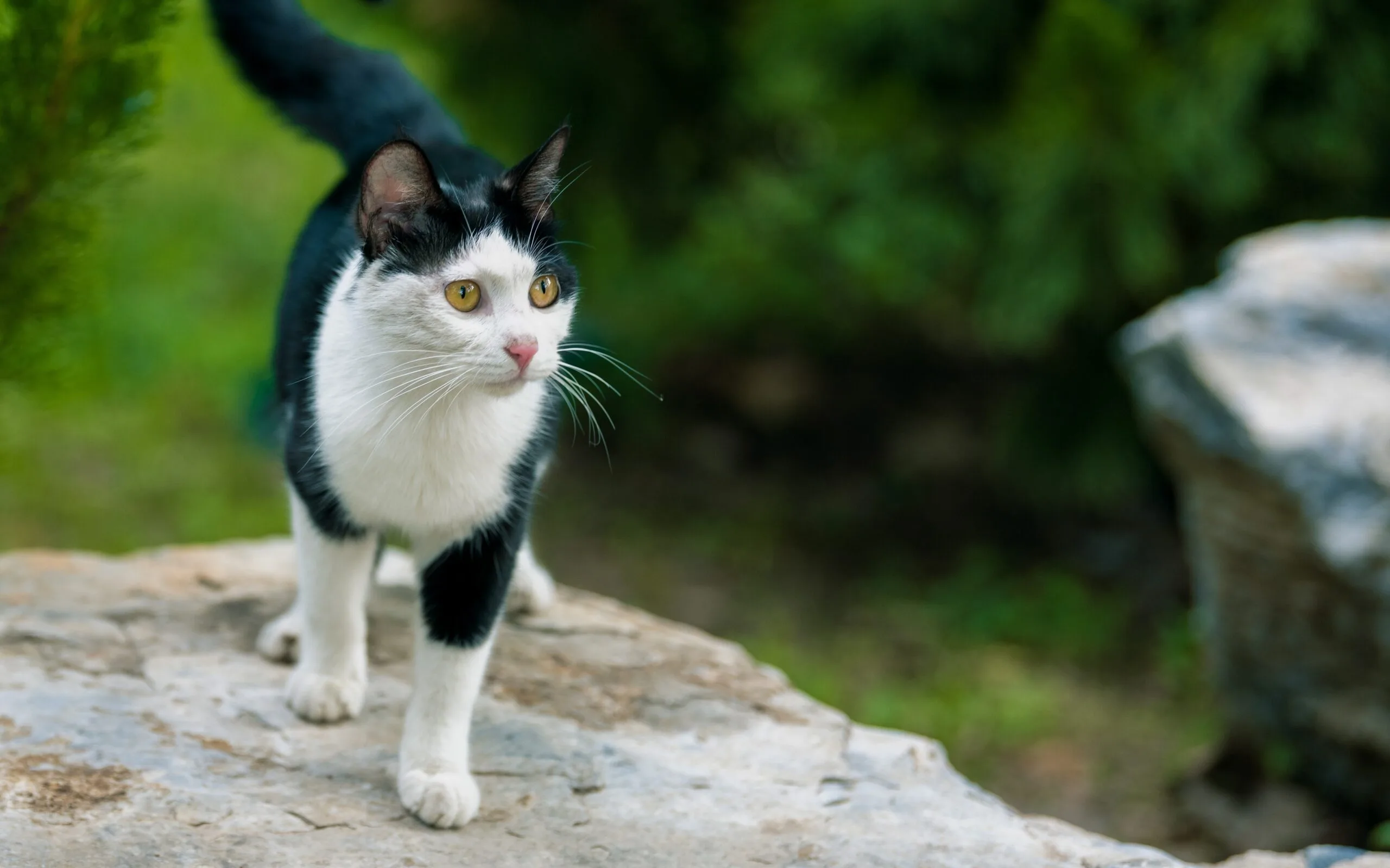langage des chats