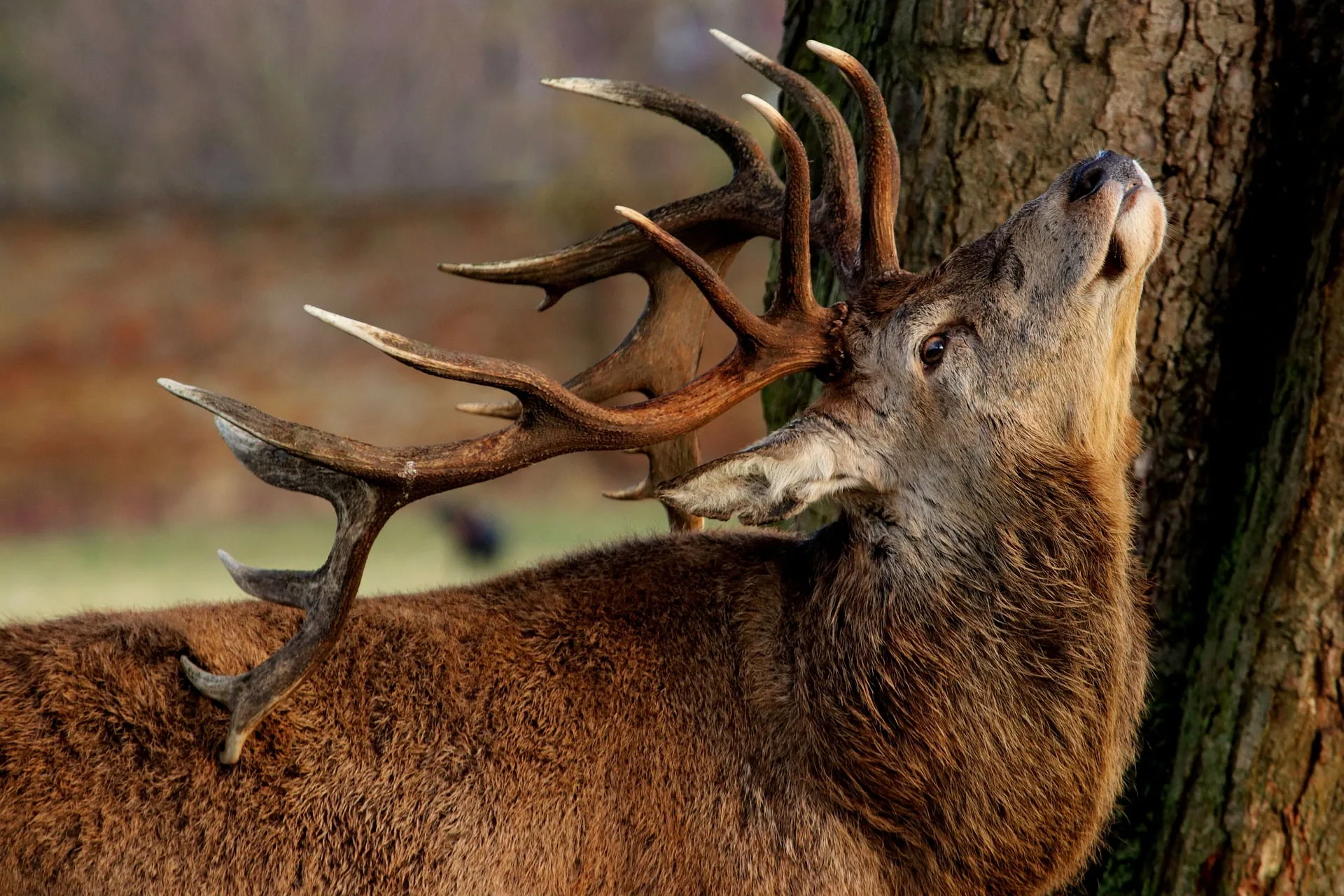 corne de cerf pour chien